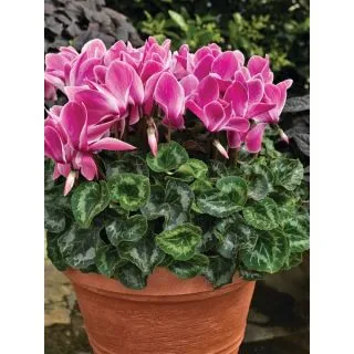 Compra CYCLAMEN RAINIER WINE FLAME (1000 Semillas). en la tienda online Fito Agrícola