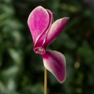 Compra CYCLAMEN SIERRA PURPLE FLAME (1000 Semillas). en la tienda online Fito Agrícola