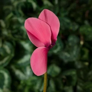 Compra CYCLAMEN SIERRA ROSE (1000 Semillas). en la tienda online Fito Agrícola