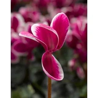 Compra CYCLAMEN SNOWRIDGE MAXI PURPLE (1000 Semillas). en la tienda online Fito Agrícola