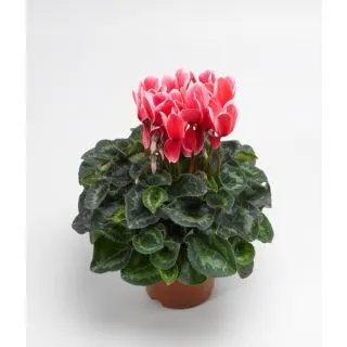 Compra CYCLAMEN SNOWRIDGE MAXI SCARLET (1000 Semillas). en la tienda online Fito Agrícola