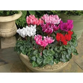 Compra CYCLAMEN WINFALL SYNCHRO MIX (1000 Semillas). en la tienda online Fito Agrícola