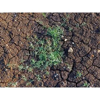 Compra CYNODÓN DACTYLÓN COMÚN (25 Kgr.). en la tienda online Fito Agrícola