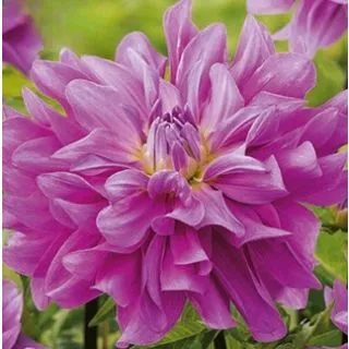 Compra DALIA BLUETIFUL (10 Unid.). en la tienda online Fito Agrícola