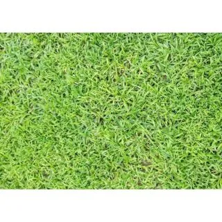 Compra HIERBA DURBAN LM (5 Kgr.) en la tienda online Fito Agrícola