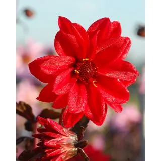 Compra DALIA BISHOP OF LLANDAFF (10 Unid.). en la tienda online Fito Agrícola