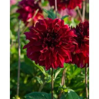 Compra DALIA BOHEMIAN SPARTACUS (10 Unid.). en la tienda online Fito Agrícola