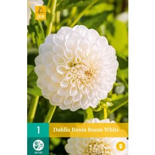 Compra DALIA BOOM BOOM WHITE en la tienda online Fito Agrícola