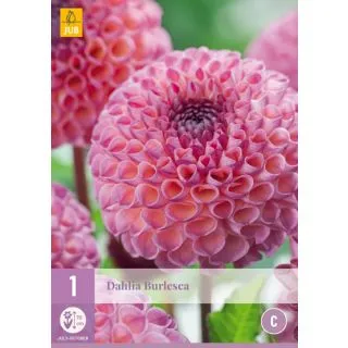 Compra DALIA BURLESCA en la tienda online Fito Agrícola