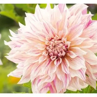 Compra DALIA CAFÉ AU LAIT TWIST (10 Unid.). en la tienda online Fito Agrícola