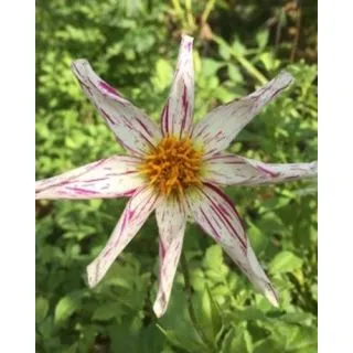 Compra DALIA DESTINY'S TEACHERS (10 Unid.) en la tienda online Fito Agrícola