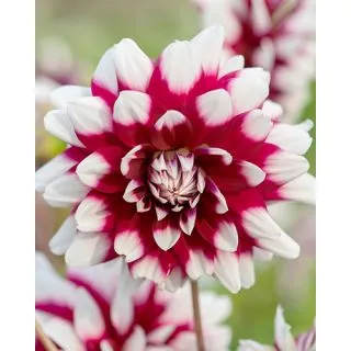 Compra DALIA DUET (10 Unid.). en la tienda online Fito Agrícola