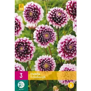 Compra DALIA EDINBURGH XXL en la tienda online Fito Agrícola