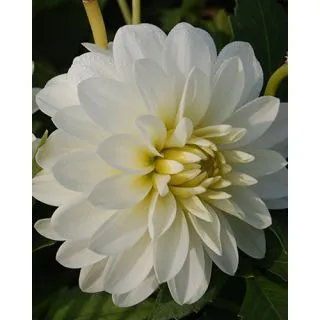 Compra DALIA ART FAIR ® (10 Unid.). en la tienda online Fito Agrícola