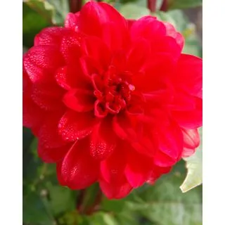 Compra DALIA SINGER ® (10 Unid.). en la tienda online Fito Agrícola