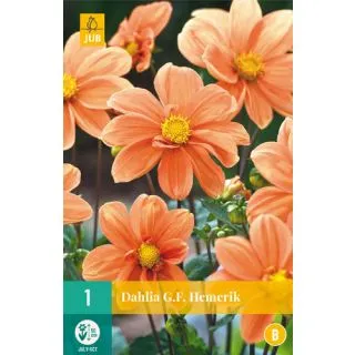 Compra DALIA G.F. HEMERIK en la tienda online Fito Agrícola