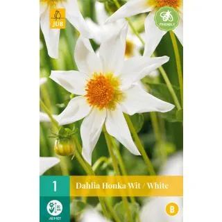 Compra DALIA HONKA WHITE en la tienda online Fito Agrícola