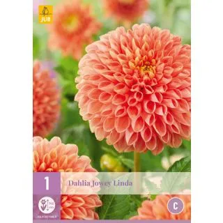 Compra DALIA JOWEY LINDA en la tienda online Fito Agrícola