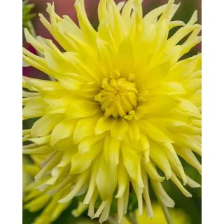 Compra DALIA KENNEMERLAND (10 Unid.). en la tienda online Fito Agrícola