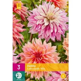 Compra DALIA LABYRINTH MIX XXL en la tienda online Fito Agrícola