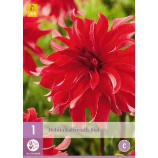 Compra DALIA LABYRINTH RED en la tienda online Fito Agrícola