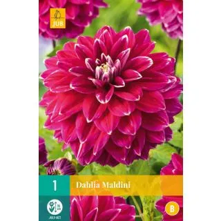 Compra DALIA MALDINI en la tienda online Fito Agrícola