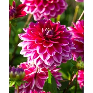 Compra DALIA MALDINI (10 Unid.). en la tienda online Fito Agrícola