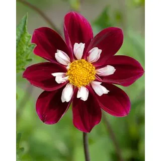 Compra DALIA MARY EVELYN (10 Unid.). en la tienda online Fito Agrícola