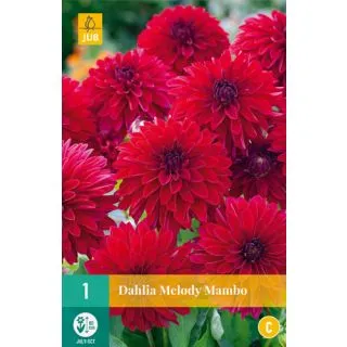 Compra DALIA MELODY MAMBO en la tienda online Fito Agrícola