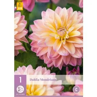 Compra DALIA MONDRIAAN en la tienda online Fito Agrícola