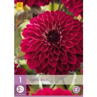 Compra DALIA QUIN en la tienda online Fito Agrícola