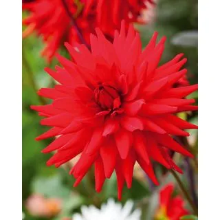 Compra DALIA RED PIGMY (10 Unid.). en la tienda online Fito Agrícola