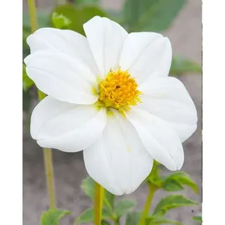 Compra DALIA SNEEZY (10 Unid.). en la tienda online Fito Agrícola