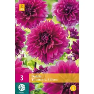 Compra DALIA THOMAS A. EDISON XXL en la tienda online Fito Agrícola