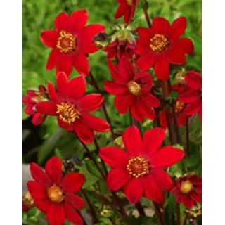 Compra DALIA RED TOPMIX (10 Unid.). en la tienda online Fito Agrícola