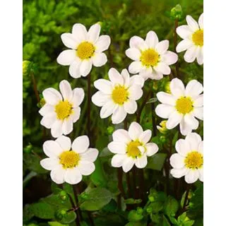 Compra DALIA WHITE TOPMIX (10 Unid.). en la tienda online Fito Agrícola