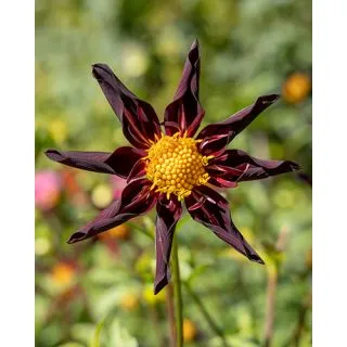 Compra DALIA VERRONE'S OBSIDIAN (10 Unid.) en la tienda online Fito Agrícola