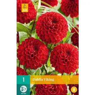 Compra DALIA VIKING en la tienda online Fito Agrícola