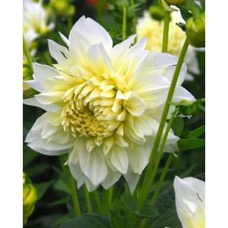 Compra DALIA WHITE PERFECTION (10 Unid.). en la tienda online Fito Agrícola