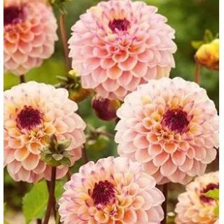 Compra DALIA WINE EYED JILL (10 Unid.). en la tienda online Fito Agrícola