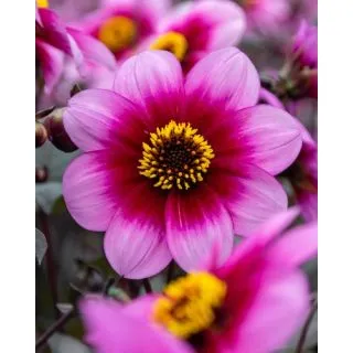 Compra DALIA WISHES 'N DREAMS (10 Unid.). en la tienda online Fito Agrícola