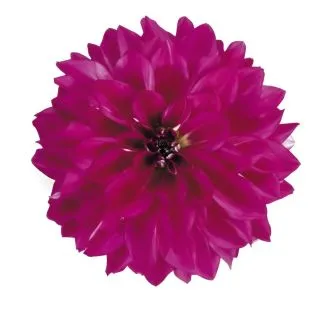 Compra DAHLIA MAXI CADENA (84 Plantas). en la tienda online Fito Agrícola