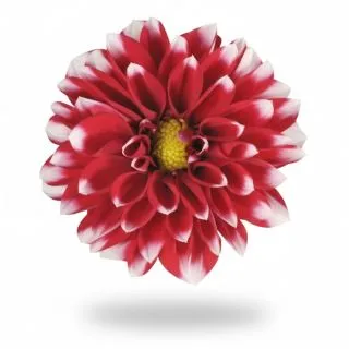 Compra DAHLIA MAXI PAPAGAYA (84 Plantas). en la tienda online Fito Agrícola