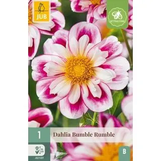 Compra DALIA BUMBLE RUMBLE en la tienda online Fito Agrícola