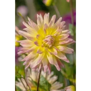 Compra DALIA CABANA BANANA (10 Unid.). en la tienda online Fito Agrícola