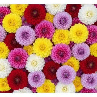 Compra DALIA POMPÓN DE SEMILLA – Tubérculo No Clonado (10 Unid.). en la tienda online Fito Agrícola