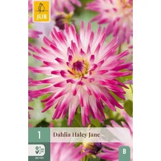 Compra DALIA HAYLEY JANE en la tienda online Fito Agrícola