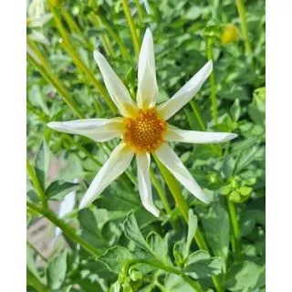 Compra DALIA HONKA WHITE (10 Unid.). en la tienda online Fito Agrícola