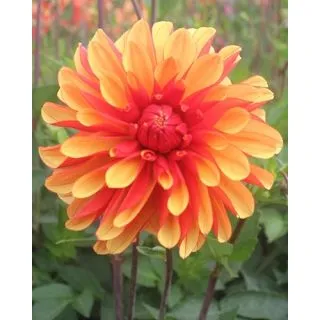 Compra DALIA JAPLOU (10 Unid.). en la tienda online Fito Agrícola