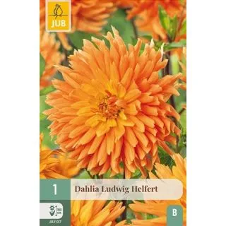 Compra DALIA LUDWIG HELFERT en la tienda online Fito Agrícola